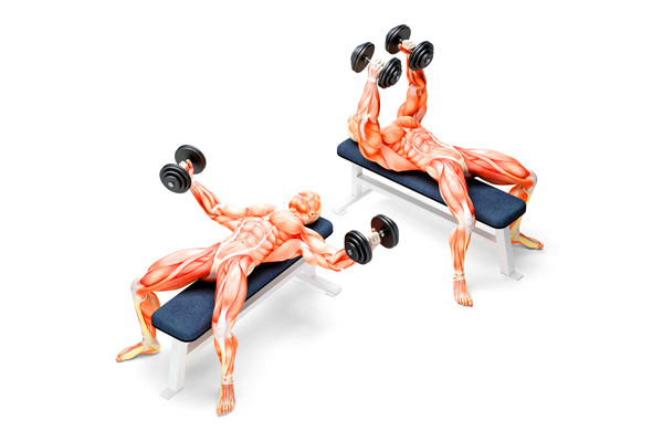 animated image of a muscular man doing dumbbell flyes