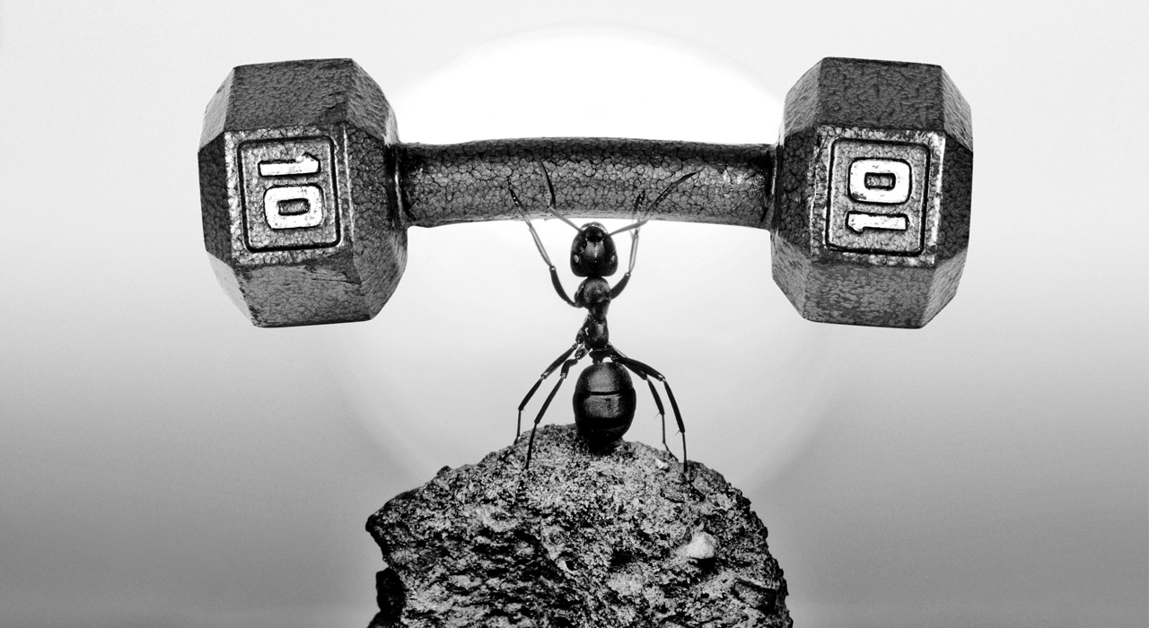 ant holding up a dumbbell on a rock