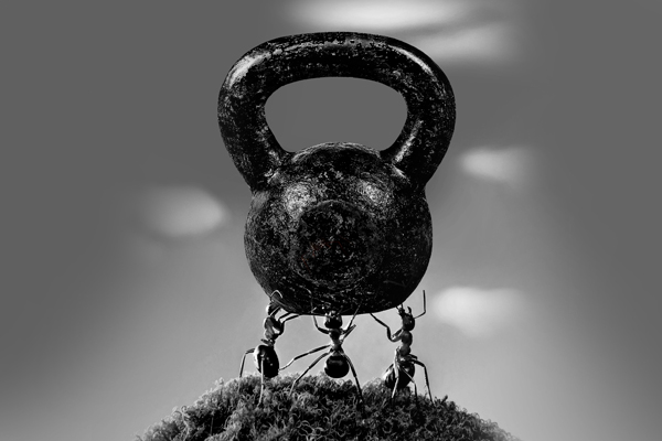 3 ants holding up a kettlebell