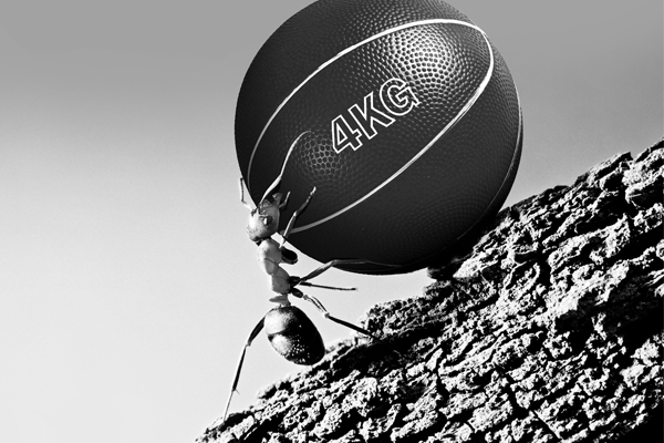 ant pushing a 4kg basketball