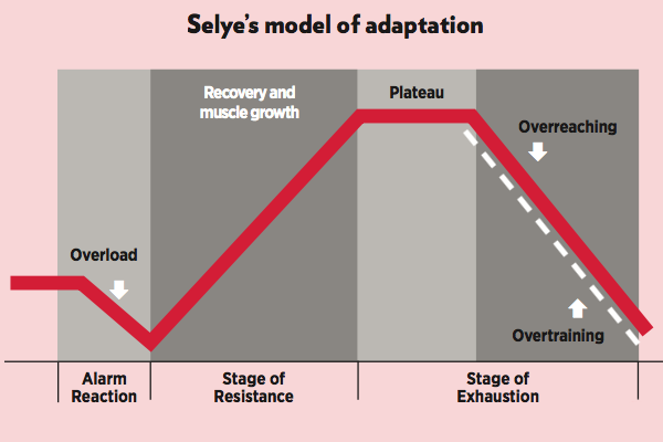 selye's model of adaptation