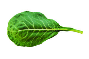 Several Collard greens against a white background.