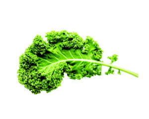 Fresh green organic kale leaf isolated on white