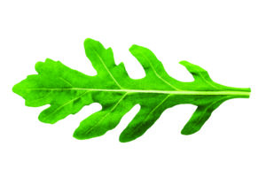 One leaf of arugula 