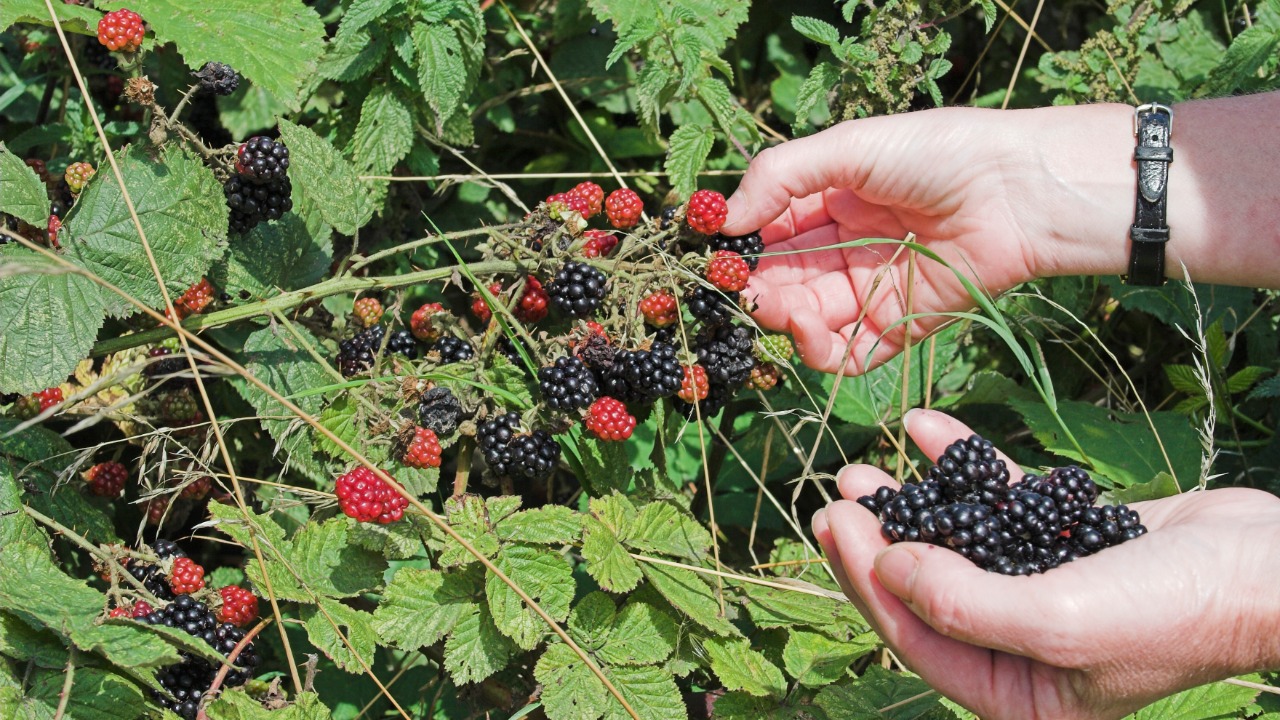 raspberries and blackberries